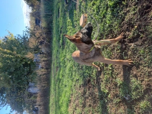 Malionis,mali,belga juhasz - kép 2