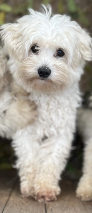 Máltai kiskutyák foglalhatók ,eladók ! - kép 6