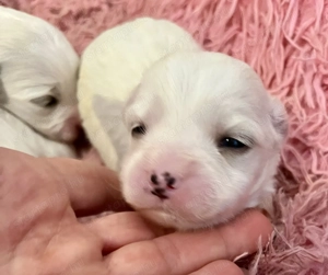 Máltai kiskutyák foglalhatók ,eladók ! - kép 2