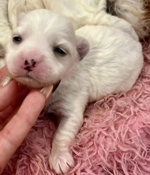 Máltai kiskutyák foglalhatók ,eladók ! - kép 5