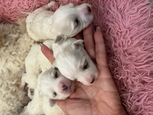 Máltai kiskutyák foglalhatók ,eladók ! - kép 3