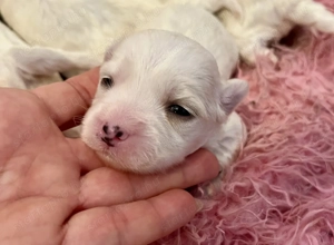 Máltai kiskutyák foglalhatók ,eladók ! - kép 4