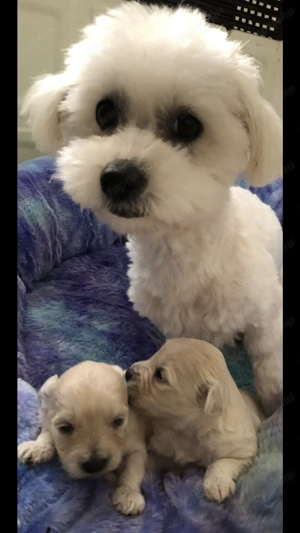 Máltai kiskutyák foglalhatók ,eladók ! - kép 7