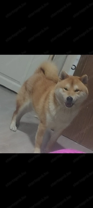 Eladó Shiba inu fajtiszta jellegű 
