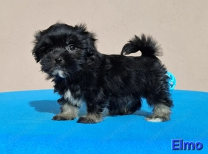 Bichon havanese törzskönyvezhető kiskutyák - kép 3