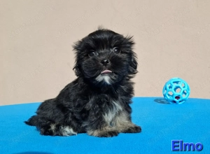 Bichon havanese törzskönyvezhető kiskutyák - kép 4