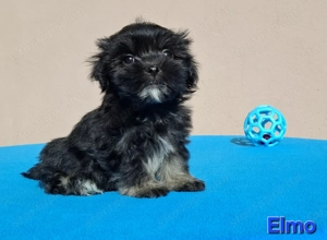 Bichon havanese törzskönyvezhető kiskutyák - kép 5