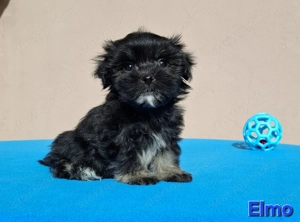 Bichon havanese törzskönyvezhető kiskutyák - kép 2