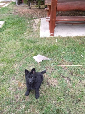 német juhász ( németjuhász ) kölykök - kép 4