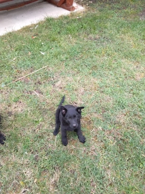 német juhász ( németjuhász ) kölykök - kép 5