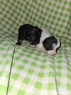 foglalható csivava kölykök 