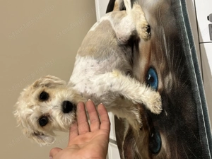 Bishon havaneze kislányka, mini méretű - kép 2