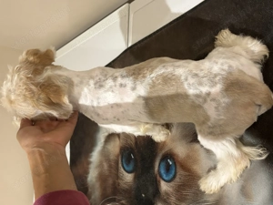 Bishon havaneze kislányka, mini méretű - kép 3