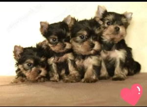 Yorkshrie terrier kölykök l nyok  fiúk  - kép 2