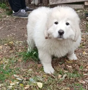  Kuvasz jellegű kiskutya gazdit keres 
