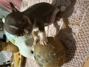 csivavák kék, lila, ezüst, chokolate színben - kép 2