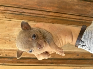 csivavák kék, lila, ezüst, chokolate színben - kép 4