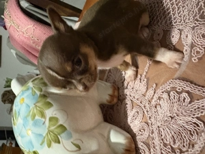 csivavák kék, lila, ezüst, chokolate színben - kép 3