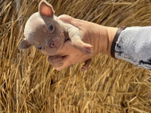 csivavák kék, lila, ezüst, chokolate színben - kép 7