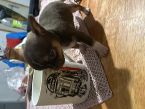 csivavák kék, lila, ezüst, chokolate színben - kép 6