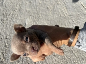 csivavák kék, lila, ezüst, chokolate színben - kép 5