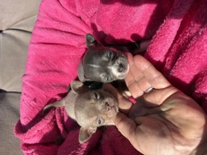 csivavák kék, lila, ezüst, chokolate színben - kép 8