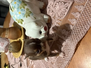 csivavák kék, lila, ezüst, chokolate színben - kép 9