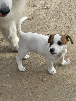 Azonnal elvihető fajta jellegű Jack Russel terrier kölykök eladók! - kép 5