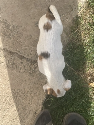 Azonnal elvihető fajta jellegű Jack Russel terrier kölykök eladók! - kép 4