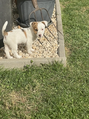Azonnal elvihető fajta jellegű Jack Russel terrier kölykök eladók! - kép 3