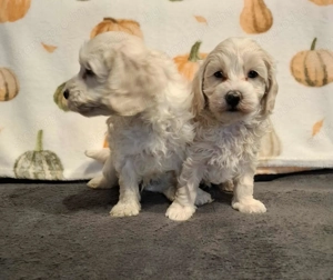 Maltipoo fajtatiszta jellegű kan kiskutyák - kép 2
