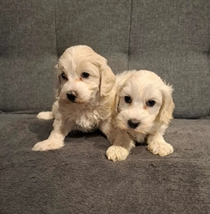 Maltipoo fajtatiszta jellegű kan kiskutyák - kép 5