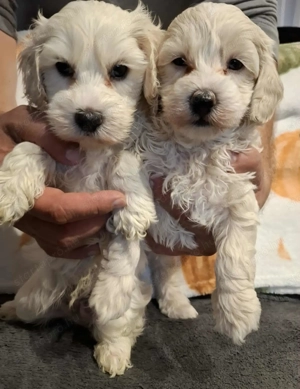 Maltipoo fajtatiszta jellegű kan kiskutyák - kép 4