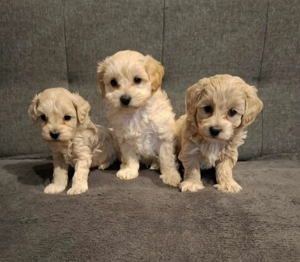 Maltipoo fajtatiszta jellegű kan kiskutyák - kép 6