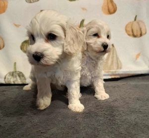 Maltipoo fajtatiszta jellegű kan kiskutyák - kép 3