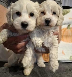 Maltipoo fajtatiszta jellegű kan kiskutyák - kép 9