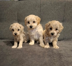 Maltipoo fajtatiszta jellegű kan kiskutyák - kép 10