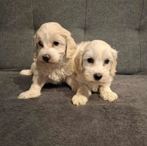 Maltipoo fajtatiszta jellegű kan kiskutyák - kép 7