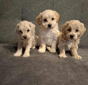 Maltipoo fajtatiszta jellegű kan kiskutyák - kép 12