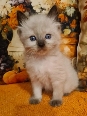 Törzskönyvezett szülők rongybabái! Ragdoll babyk! - kép 4