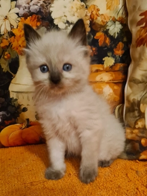 Törzskönyvezett szülők rongybabái! Ragdoll babyk! - kép 5