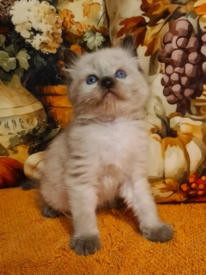 Törzskönyvezett szülők rongybabái! Ragdoll babyk! - kép 3