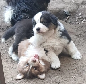Ausztrál juhászkutya kölykök eladók 