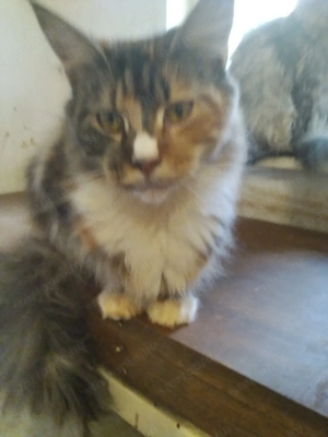 Maine coon nőstény 1eves A - kép 2