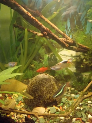 Guppy halak eladók.... 