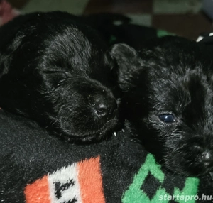 Ingyen elvihető keverék kiskutya - kép 5