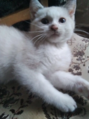 Ragdool nőstény egy éves  - kép 2