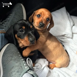 Fekete cser tacskó  - kép 2