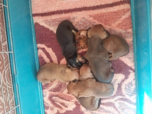 Törpe tacskó kiskutyak