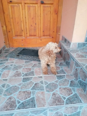 Törpe uszkár felnőtt szukák eladók  - kép 2